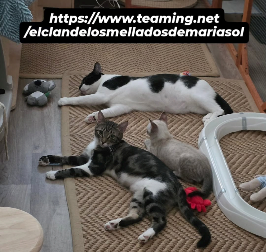 Gatos rescatados en adopción responsable