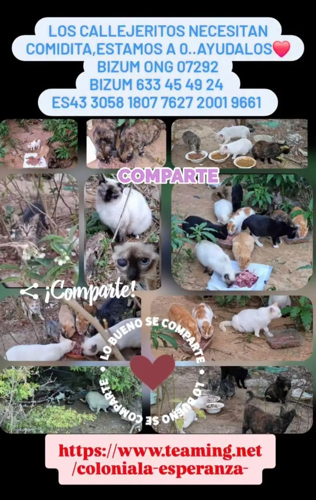 Alimentar a las colonias felinas de Cádiz. Necesitamos ayuda