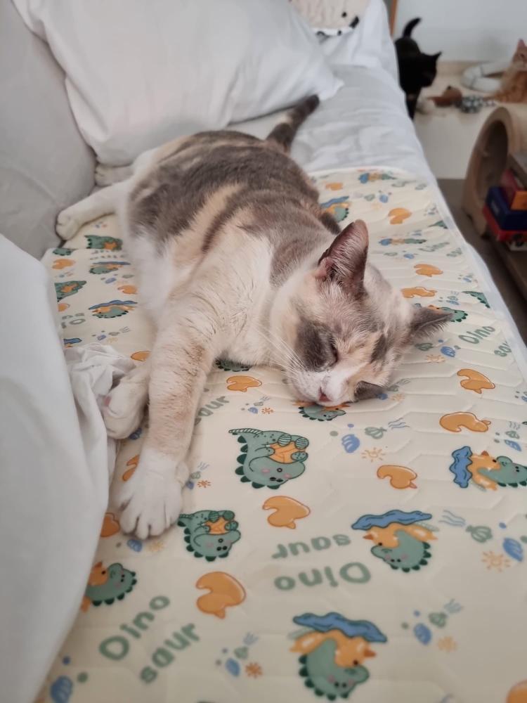 Estrellita gata en adopción en Cádiz