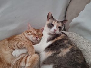 Estrellita y Romeo gatos en adopción en Cádiz