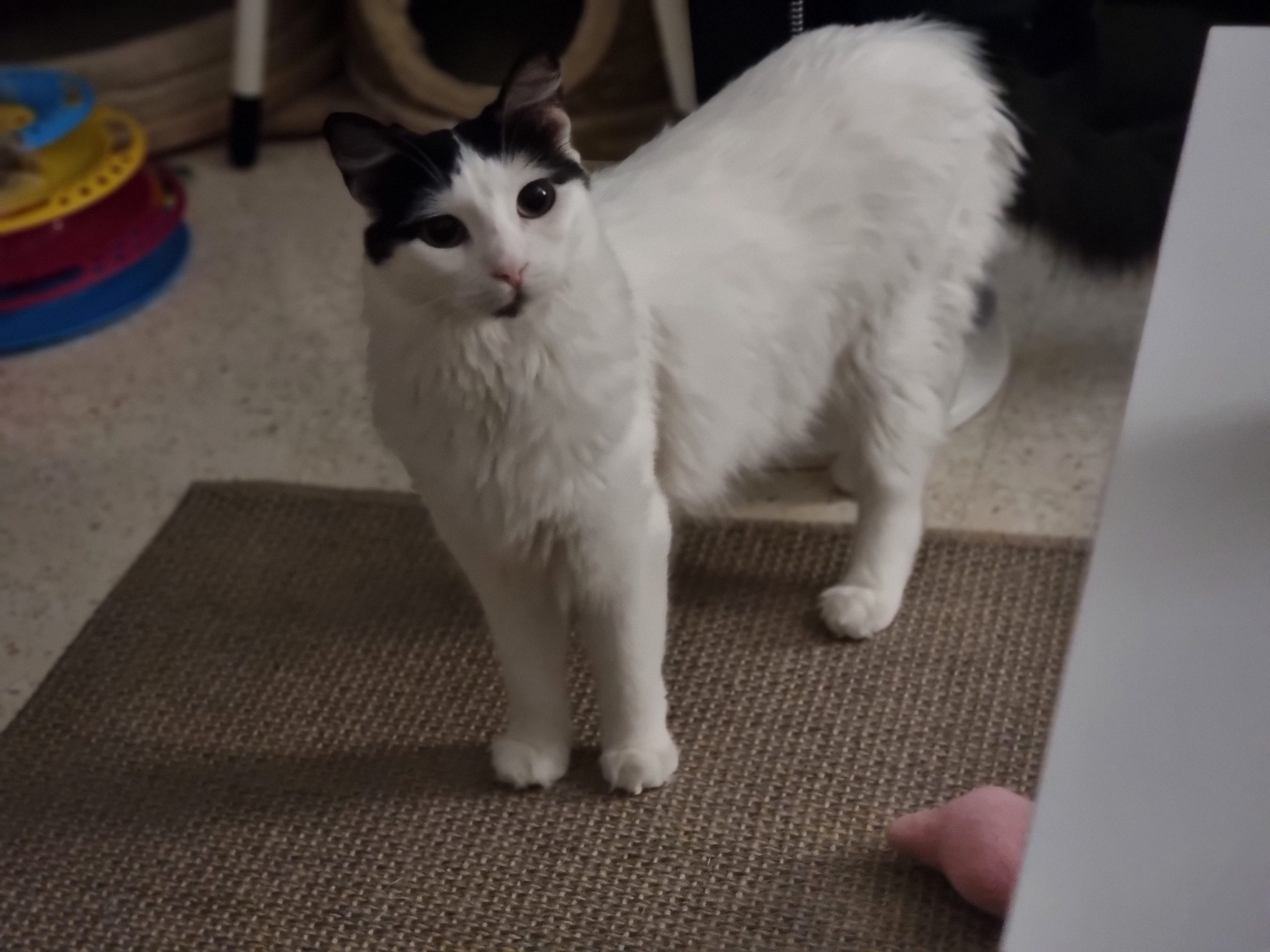 Nefertari gata en adopción responsable en Andalucía