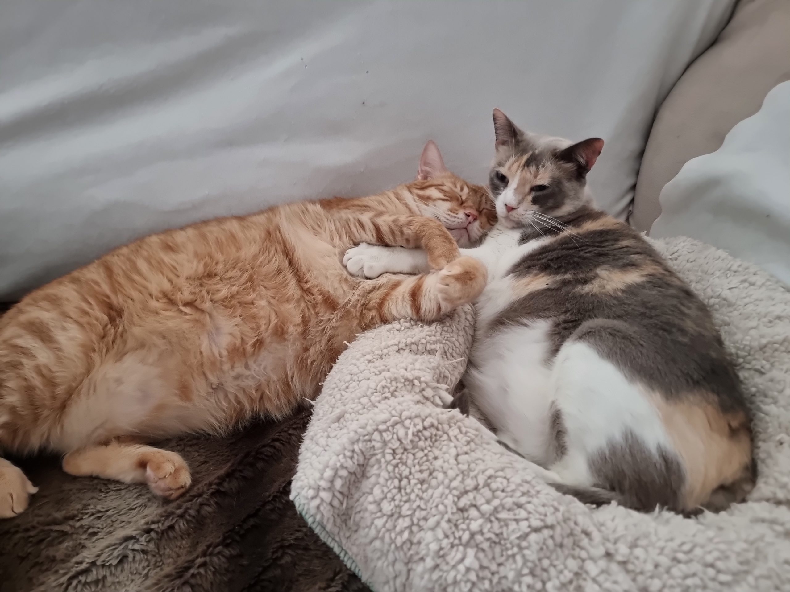Estrellita y Romeo gatos en adopción en Andalucía