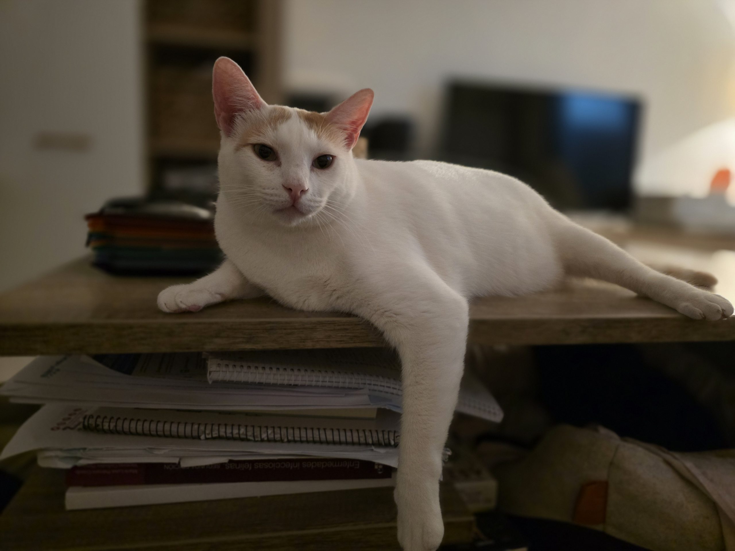 Conoce a Tommy, un gato en adopción en Cádiz. Andalucía