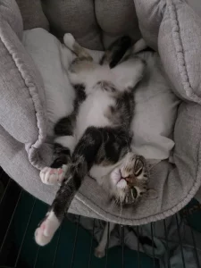 Chiquitin gato en adopción en Cádiz