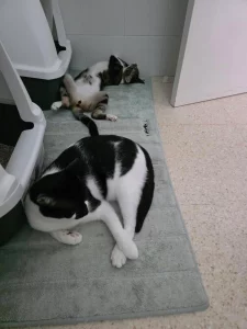 Chiquitin y Fenix adoptar gatos cadiz