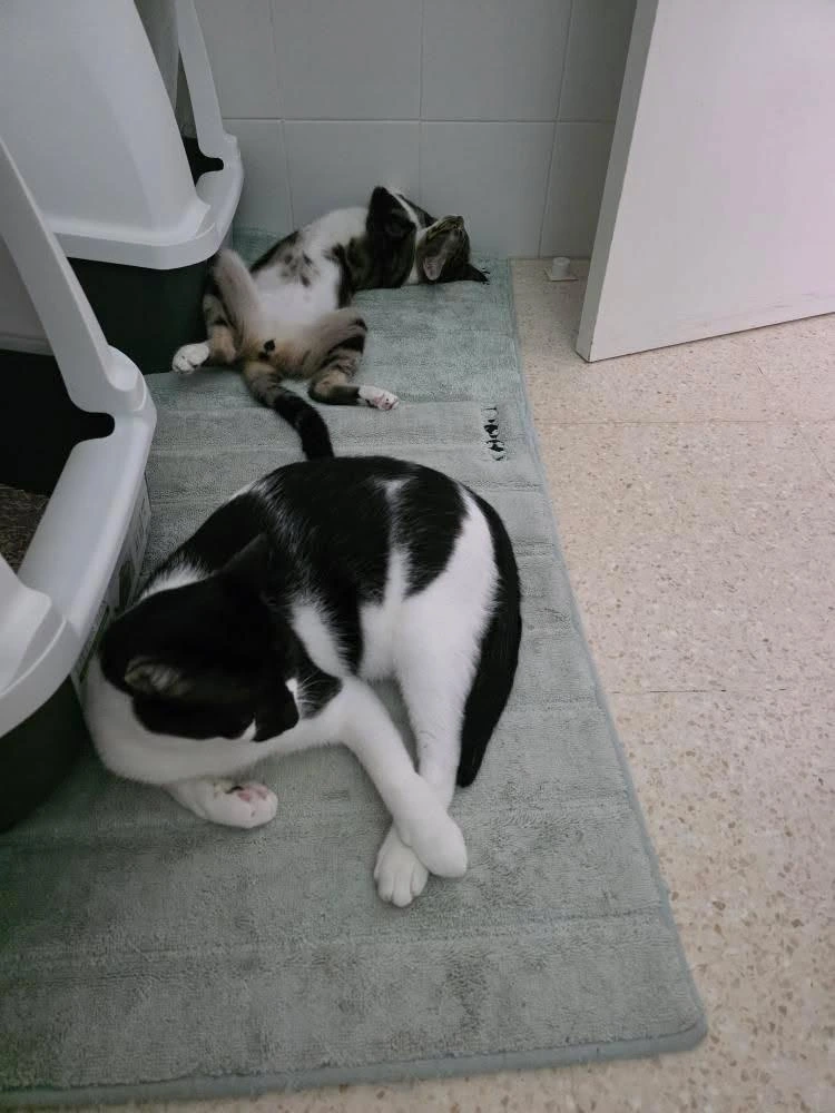 Chiquitin y Fenix adoptar gatos cadiz