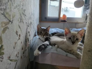 Chiquitin y Vinnie gatos en adopcion cadiz