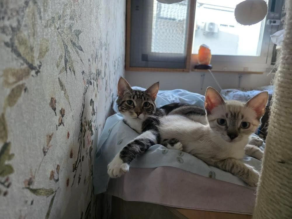 Chiquitin y Vinnie gatos en adopcion cadiz