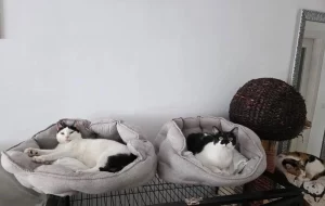 Fenix adopcion gatos cadiz