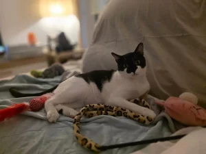 Fenix adoptar gato cadiz