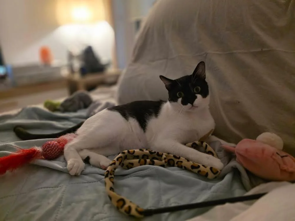 Fenix adoptar gato cadiz