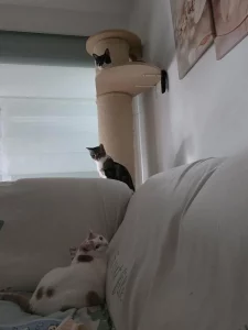 Fenix adoptar gatos cadiz