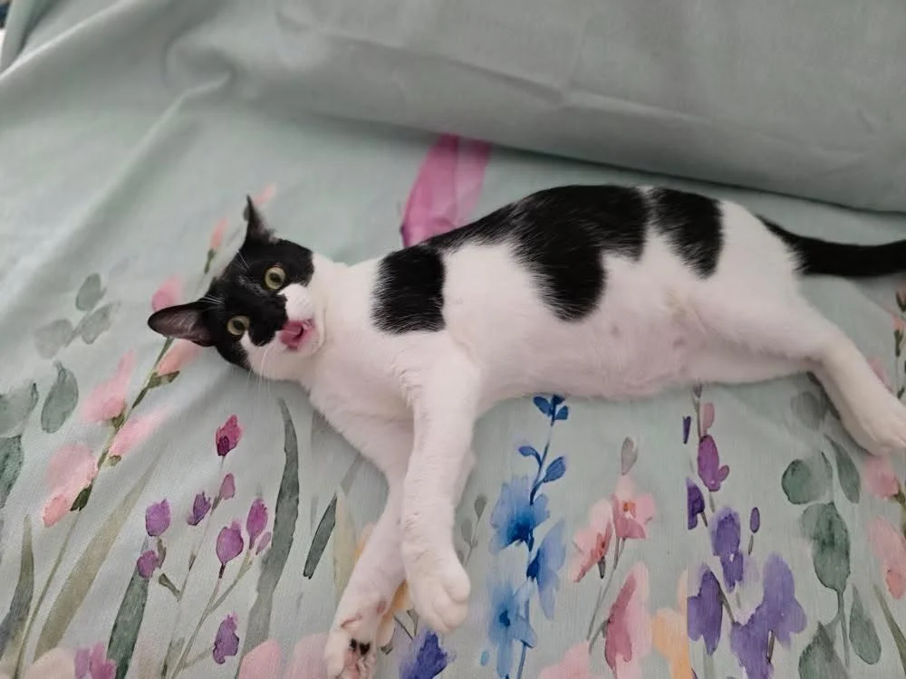 Fenix gato en adopcion en Andalucia