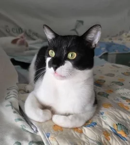 Fenix gato en adopcion en cadiz busca una familia