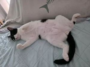 Fenix gato en adopcion en cadiz durmiendo