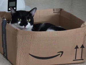 Fenix gato en adopcion en cadiz gato gracioso