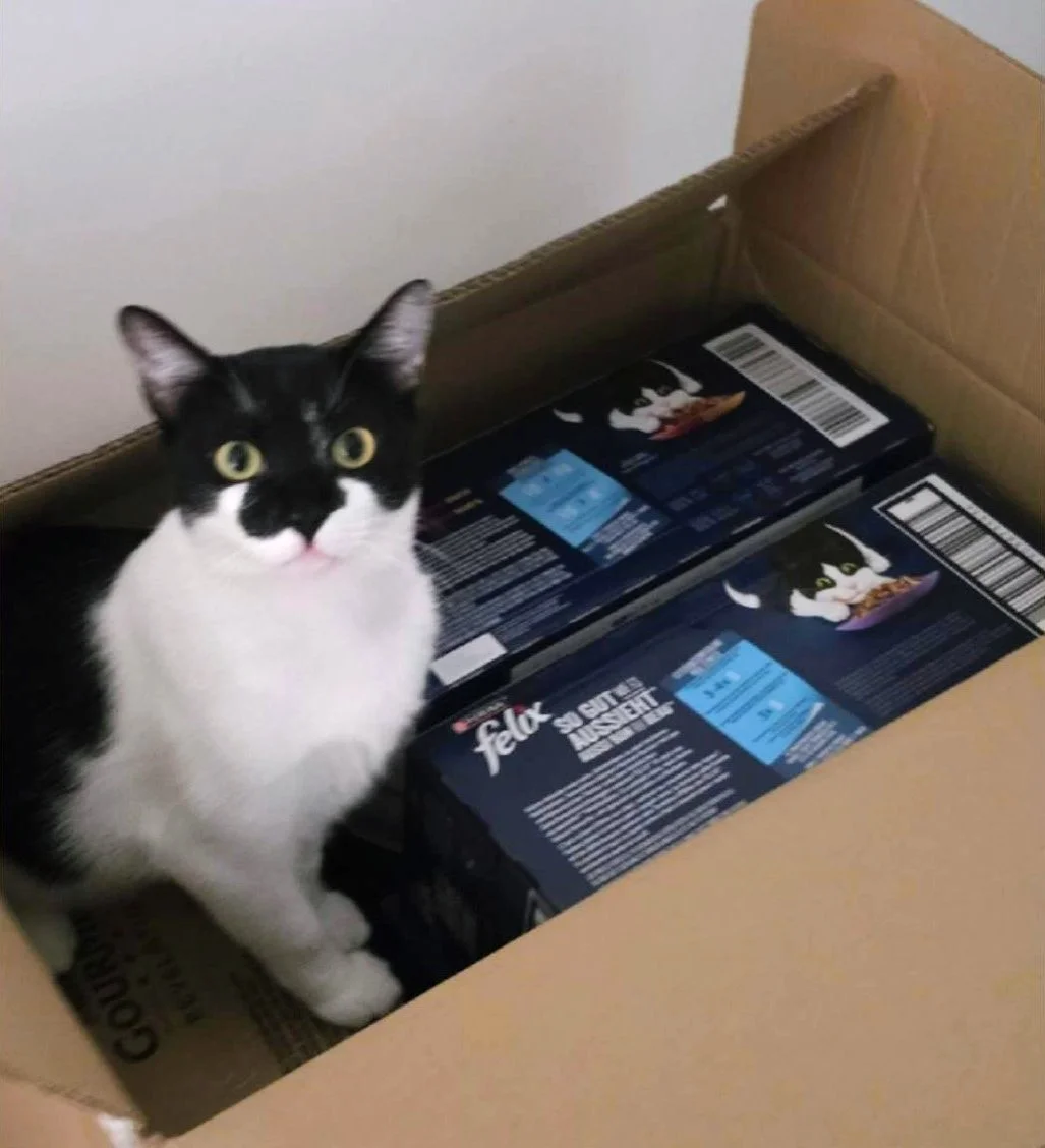 Fenix gato en adopcion en cadiz gato simpático