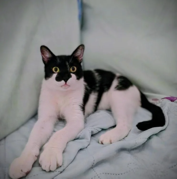 Fenix gato en adopcion en cadiz