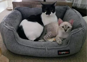 Fenix y Vinnie gatos en adopción en cadiz