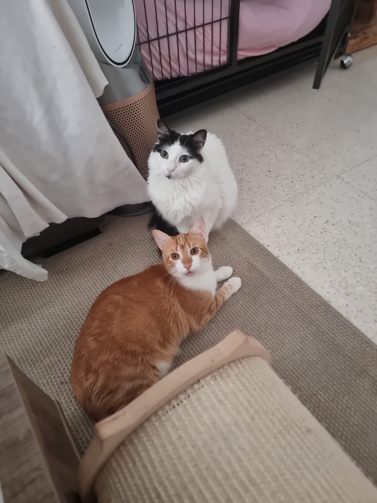 Nefertari gata en adopción en Cádiz con su hermana Vanner