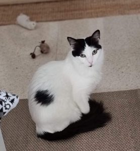 Vanner gata en adopción  en Cádiz catsloversrescue