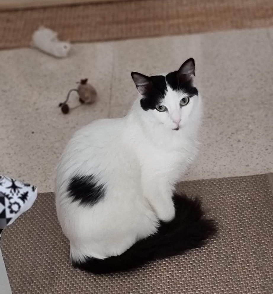 Vanner gata en adopción  en Cádiz catsloversrescue