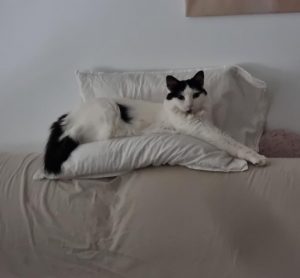 Nefertari gata en adopción en Cádiz, Andalucía