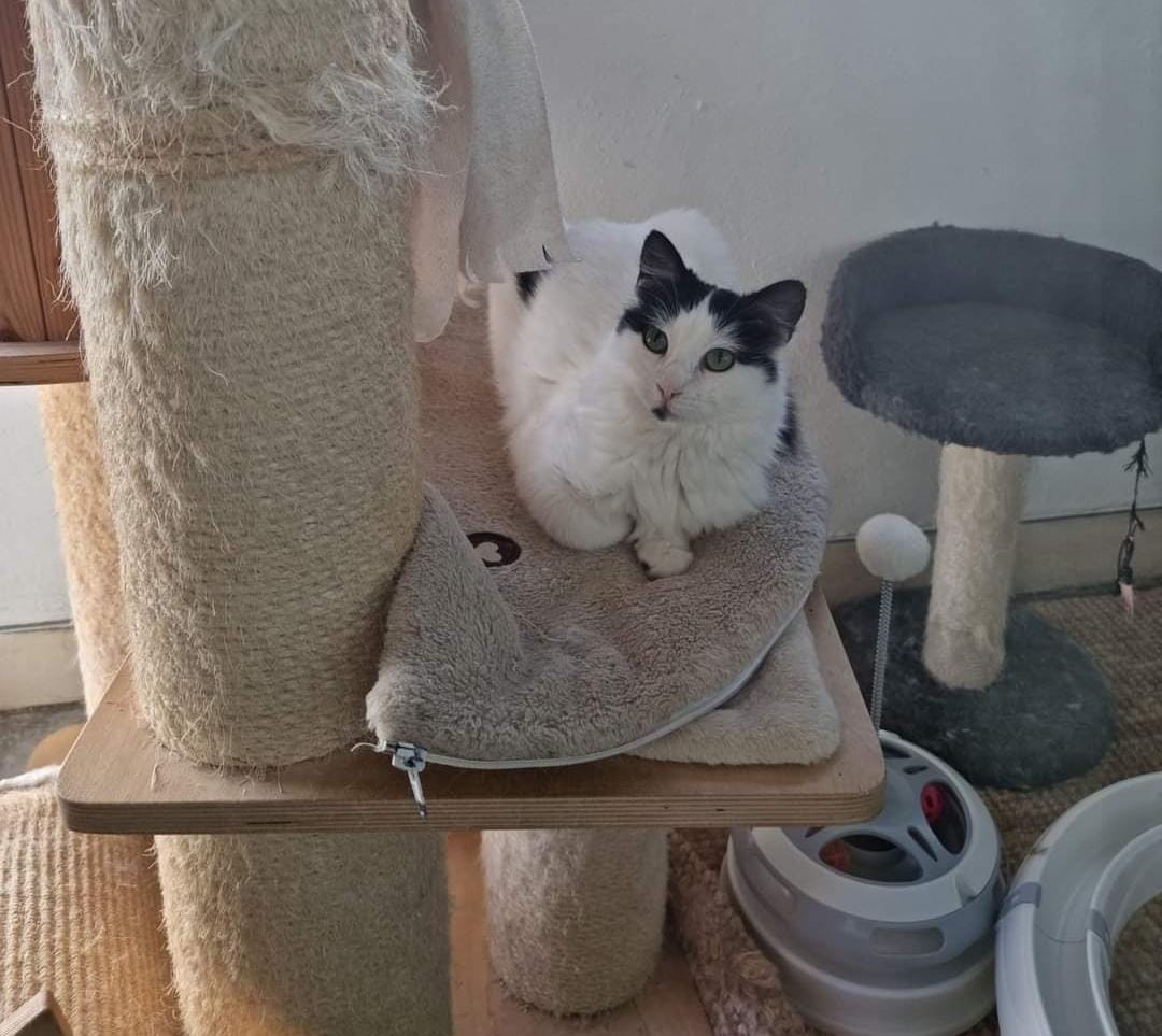 Nefertari gata en adopción en Cádiz, Andalucía