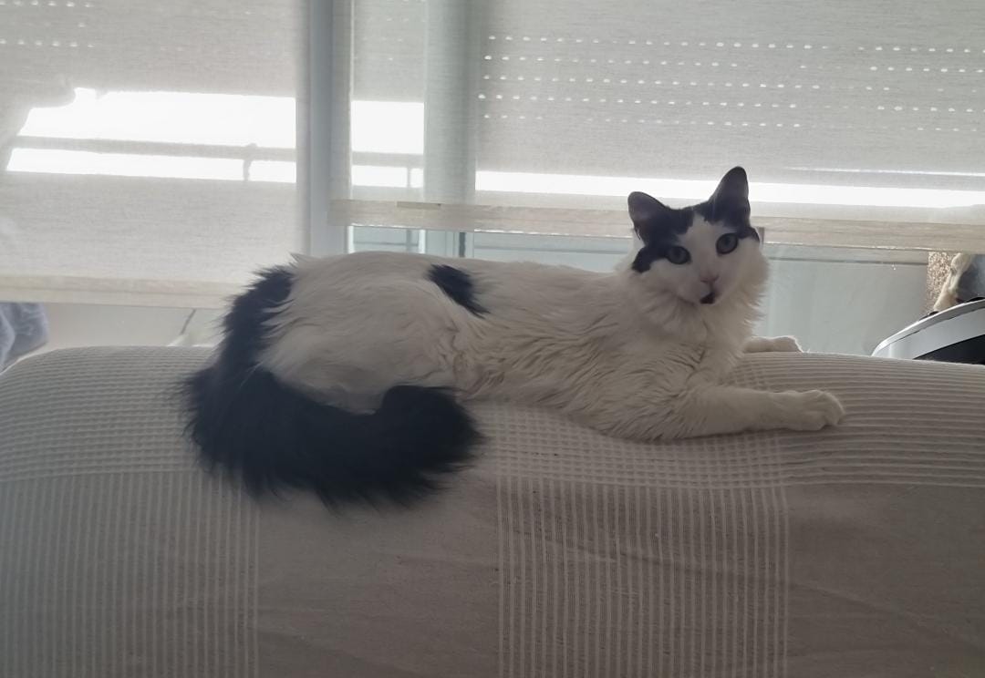 Nefertari gata en adopción responsable en Cádiz