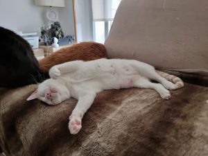Tommy, gato durmiendo. Está en adopción en Cádiz