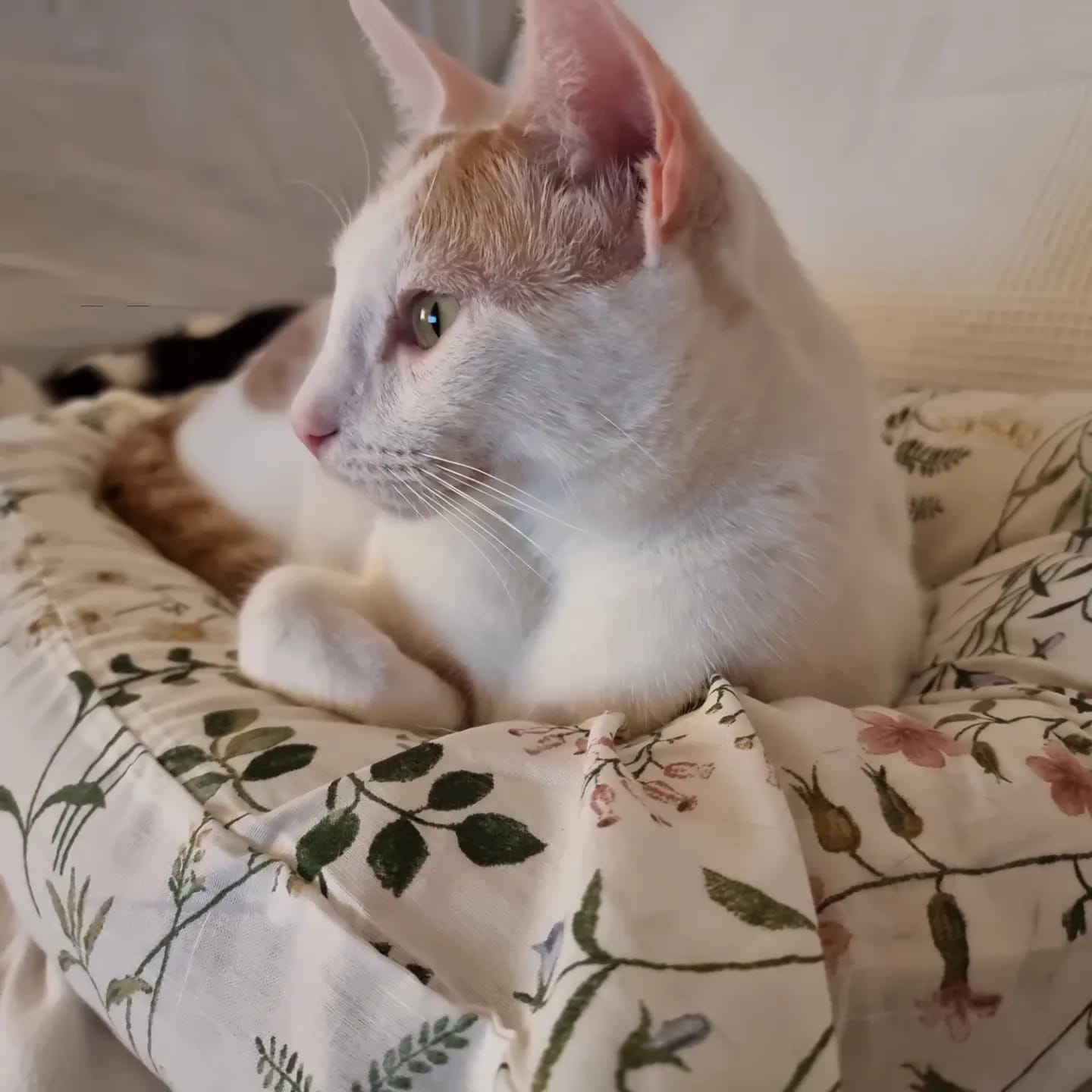 Tommy gato precioso en adopción