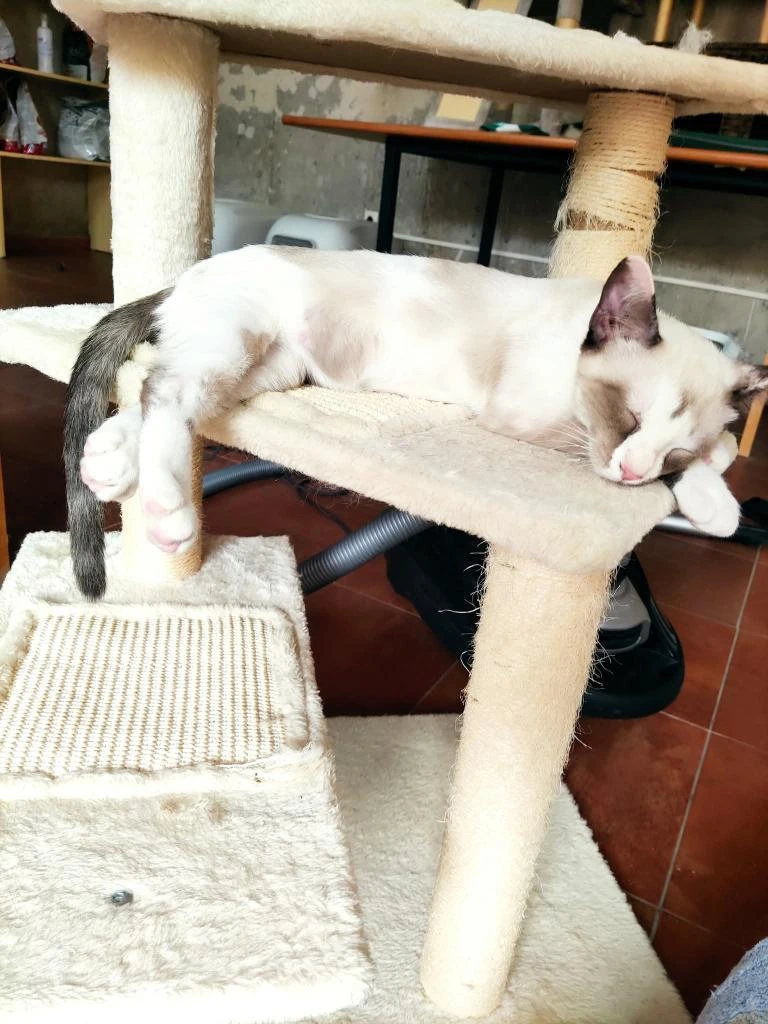 Nala adoptar gatos cadiz