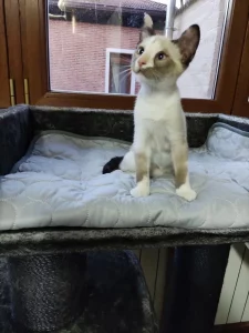 Nala gata en adopción en Cádiz