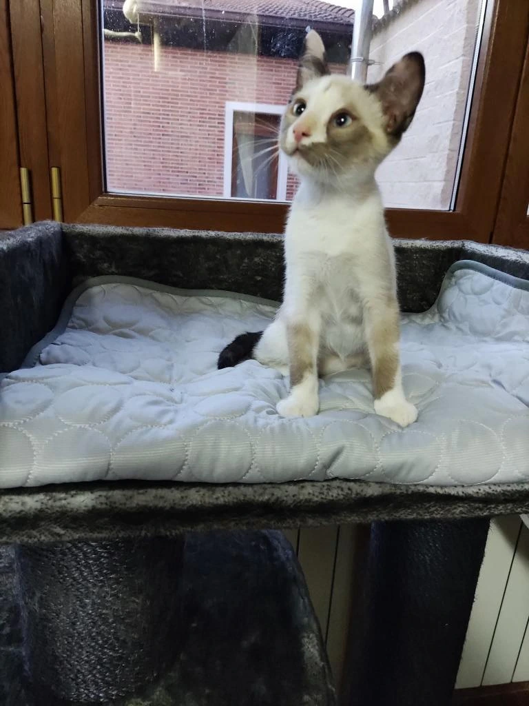 Nala gata en adopción en Cádiz