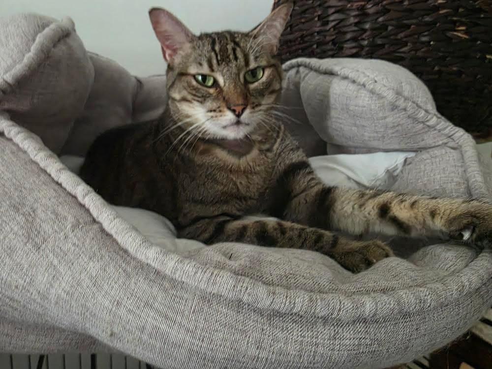 Nanita necesita tu ayuda para una biopsia endoscópica