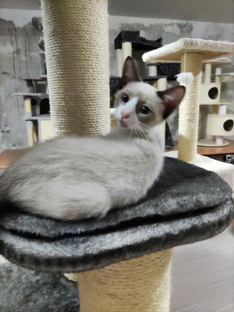 Simba adopcion gatos cadiz