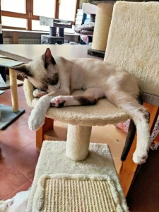 Simba gato en adopcion en cadiz