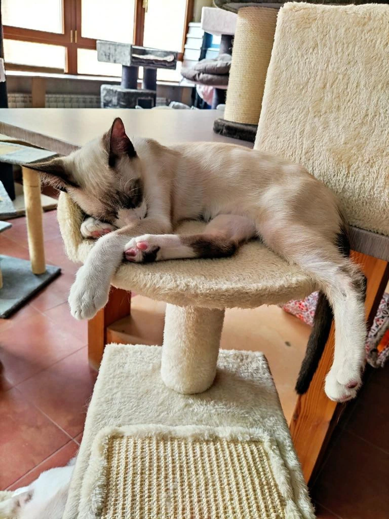 Simba gato en adopcion en cadiz