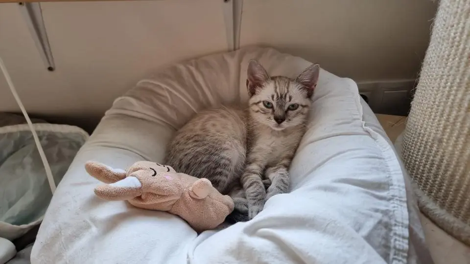 Vinnie adopcion gatos cadiz