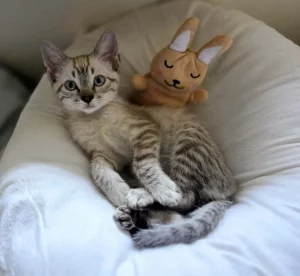 Vinnie gato en adopcion en cadiz