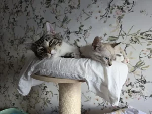 Vinnie y Chiquitin adopcion gatos cadiz