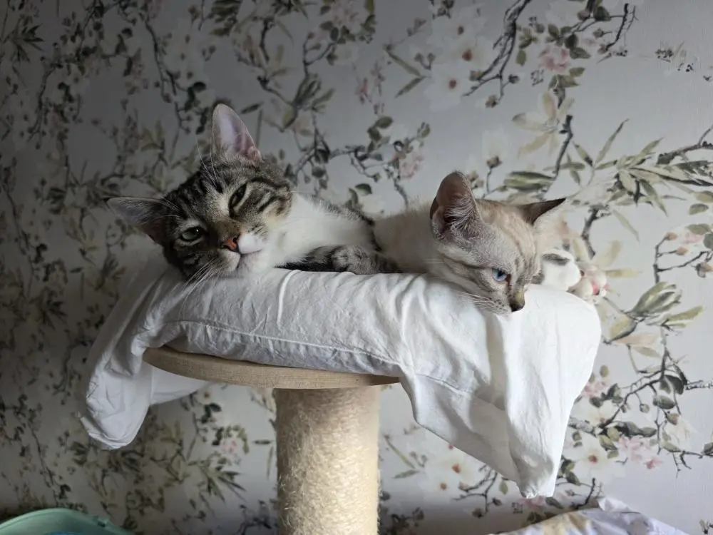 Vinnie y Chiquitin adopcion gatos cadiz