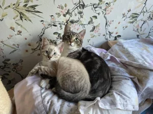 Vinnie y Chiquitin gatos en adopcion en cadiz