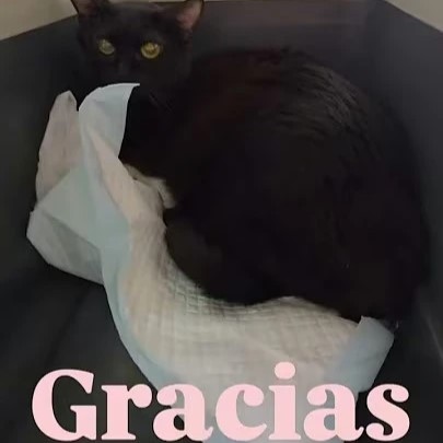amadrinar un gato en cadiz