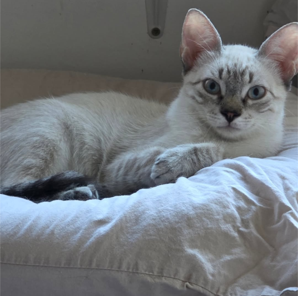 Adoptar gato en Cádiz