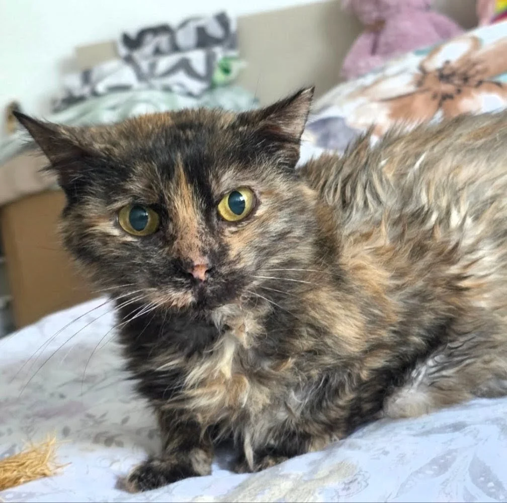 apadrinar gato enfermo crónico