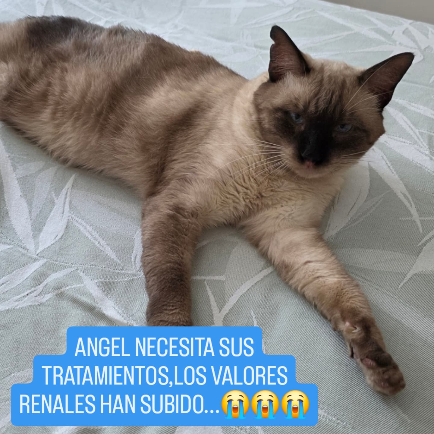 gato con valores renales altos: Ángel