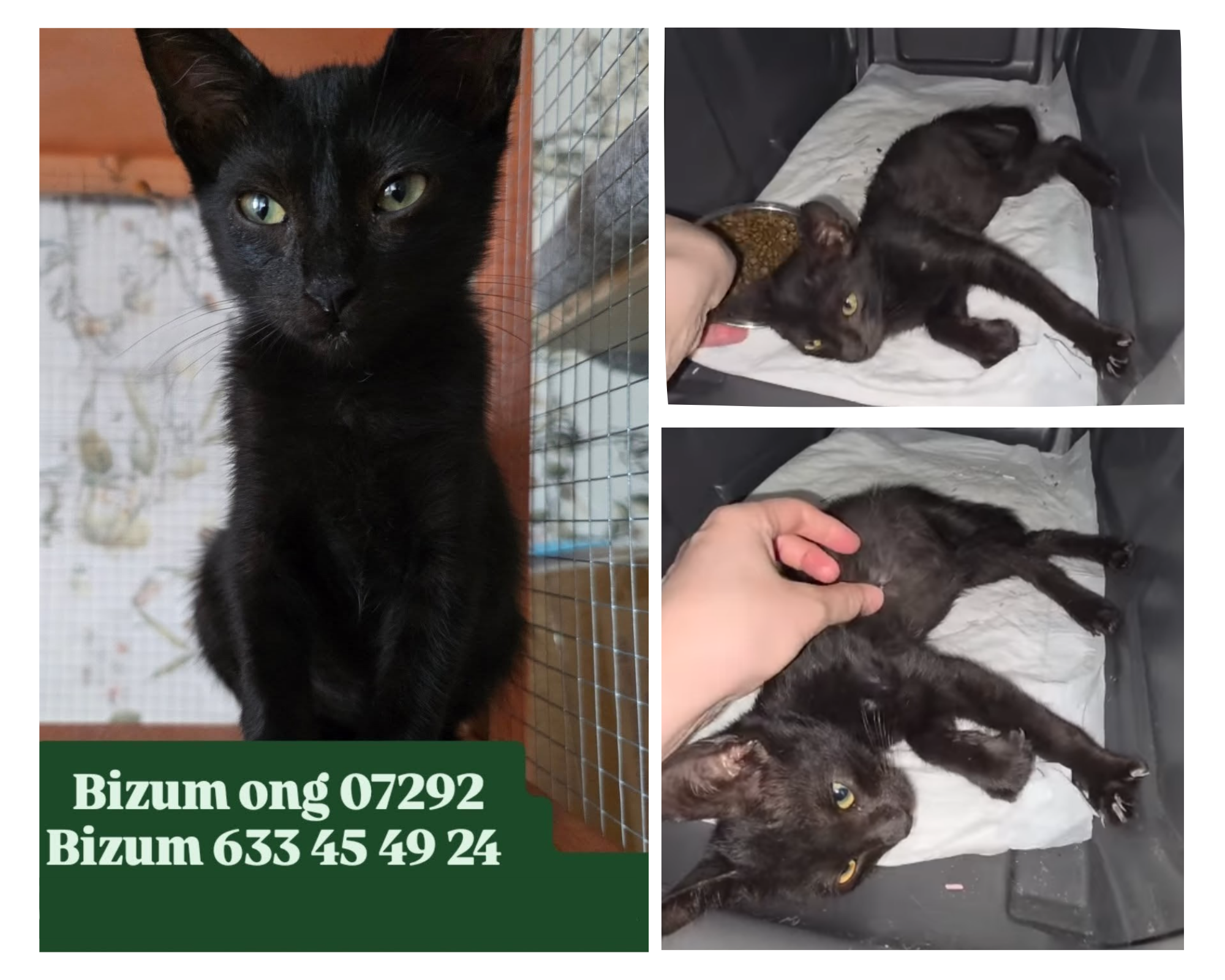 rescate de un gatito de la calle en Cádiz