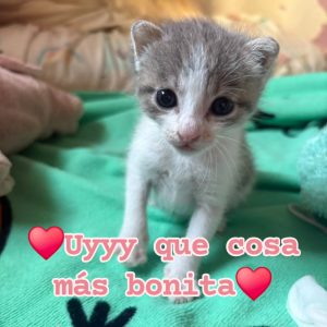 Mia gata en adopción en Cádiz