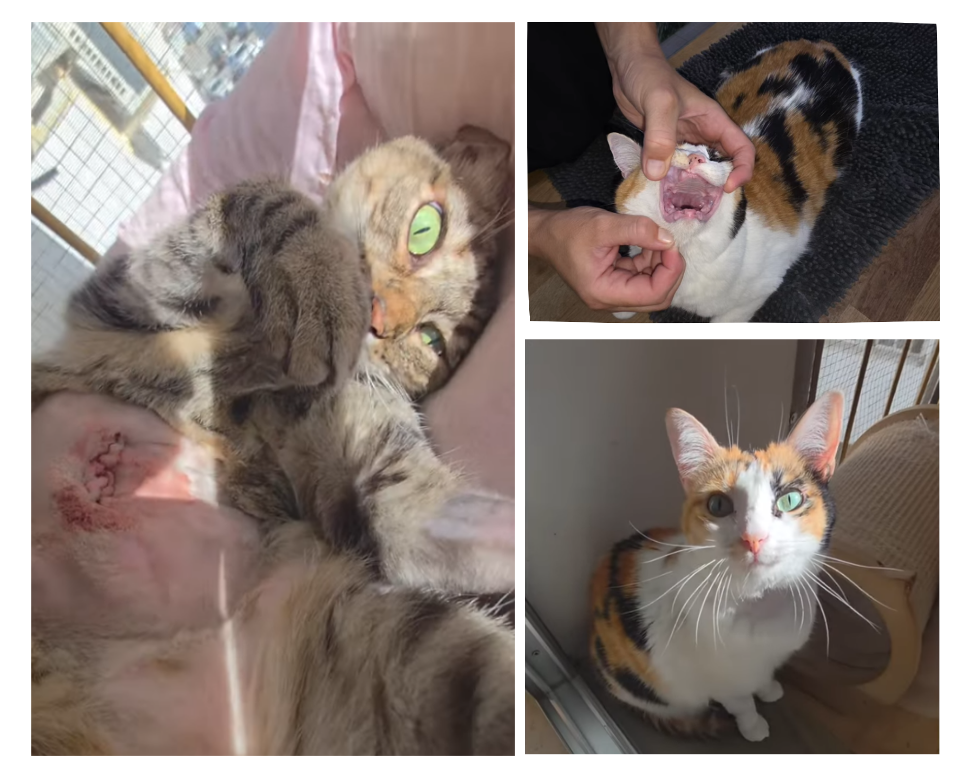 Postoperatorio de gatos Nanita y Casiopea